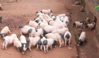 香猪保种基地在哪里 哪里有香猪的养殖公司